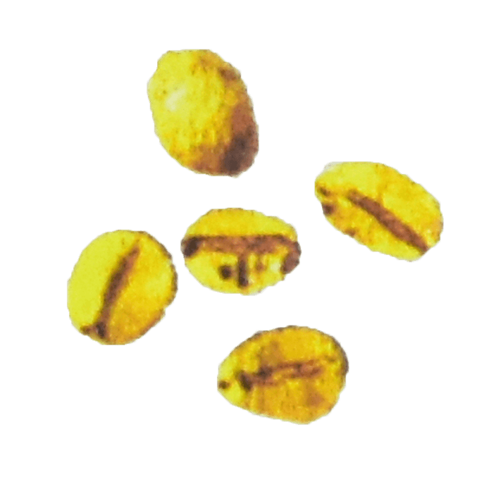 Beans with more than One Hole, Wet Processed