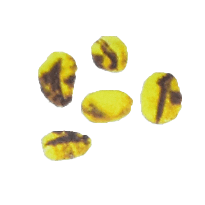 Party Black Bean, Broken Black Bean