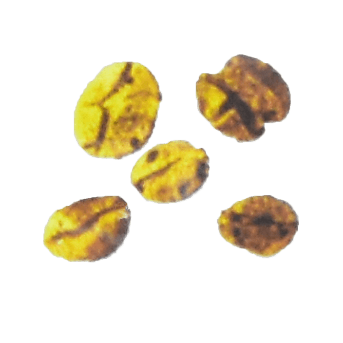 Beans with more than One Hole, Dry Processed