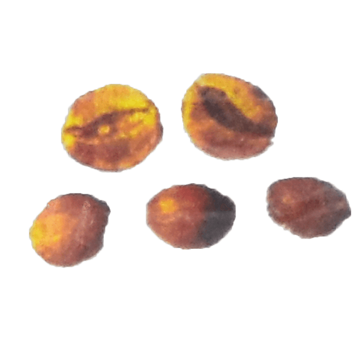 Brown Beans, Wet Processeed